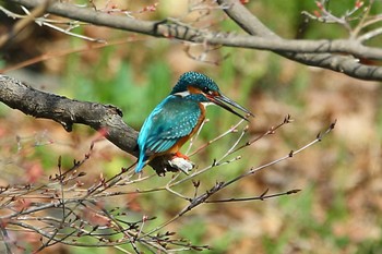 カワセミ じゅん菜池緑地(千葉県) 2023年3月20日(月)