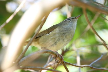 Japanese Bush Warbler じゅん菜池緑地(千葉県) Mon, 3/20/2023