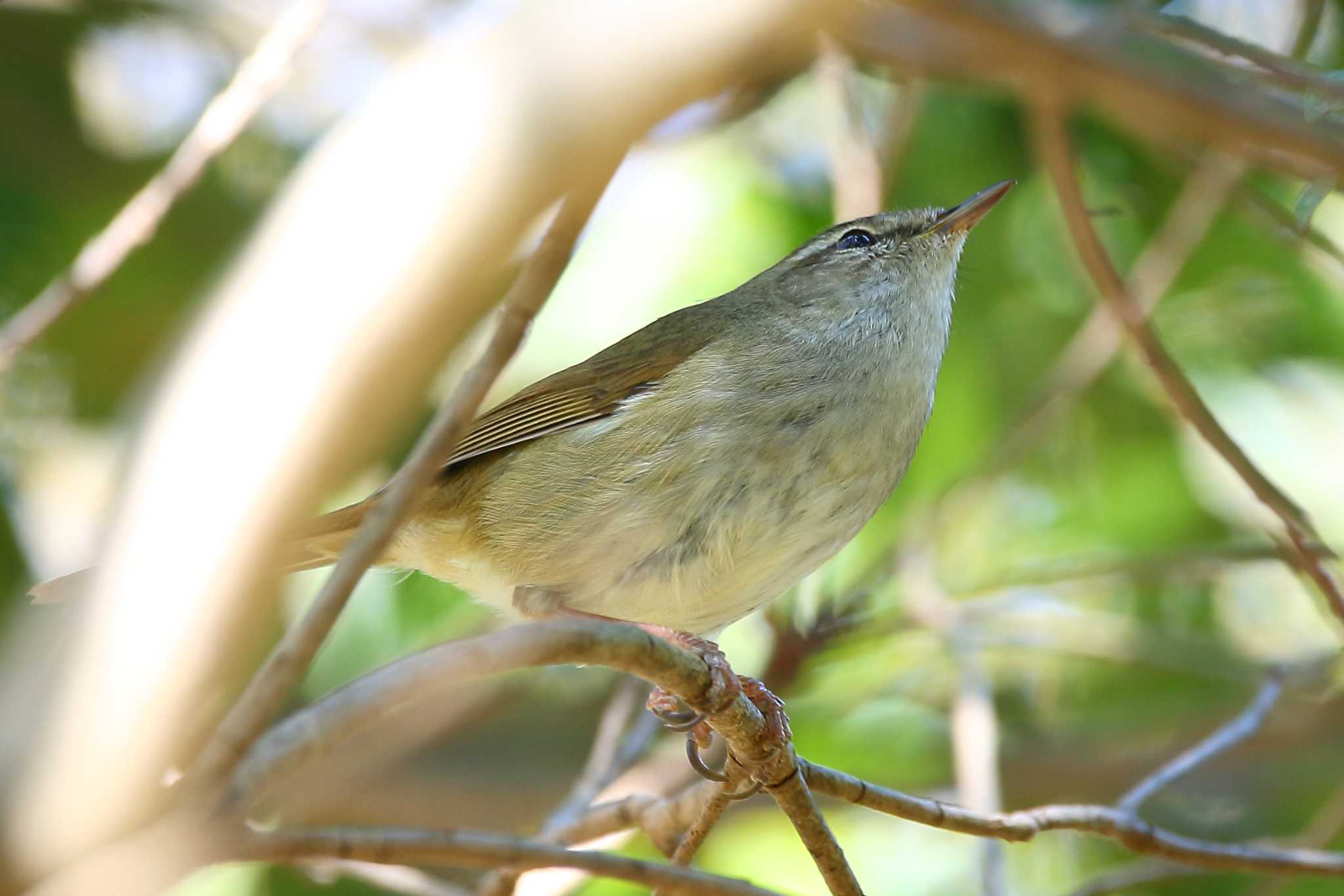 Photo of Japanese Bush Warbler at じゅん菜池緑地(千葉県) by uraku