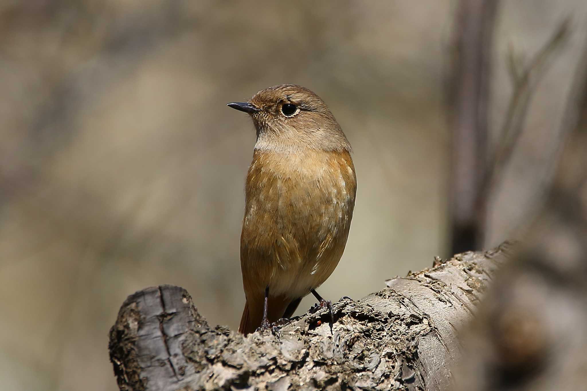 Photo of Daurian Redstart at じゅん菜池緑地(千葉県) by uraku