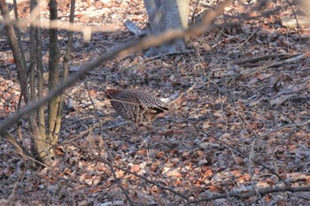 Mon, 3/20/2023 Birding report at 軽井沢