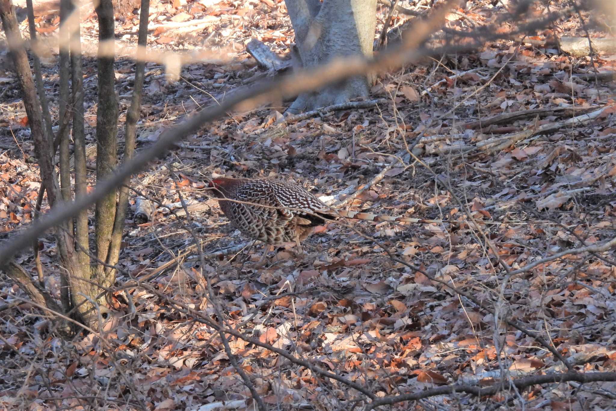 Copper Pheasant