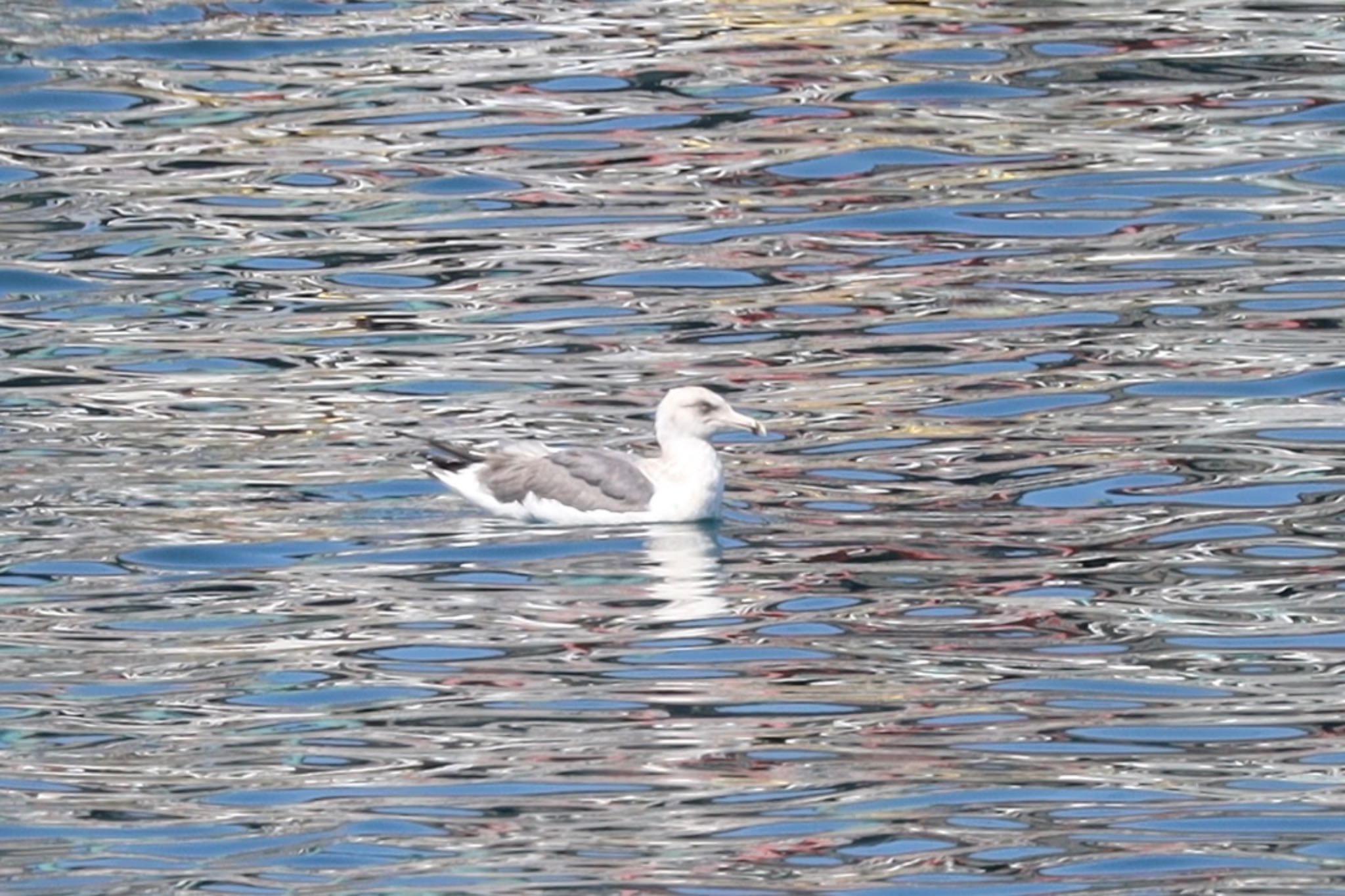 Slaty-backed Gull