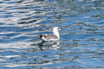 2023年3月20日(月) 小田原漁港の野鳥観察記録