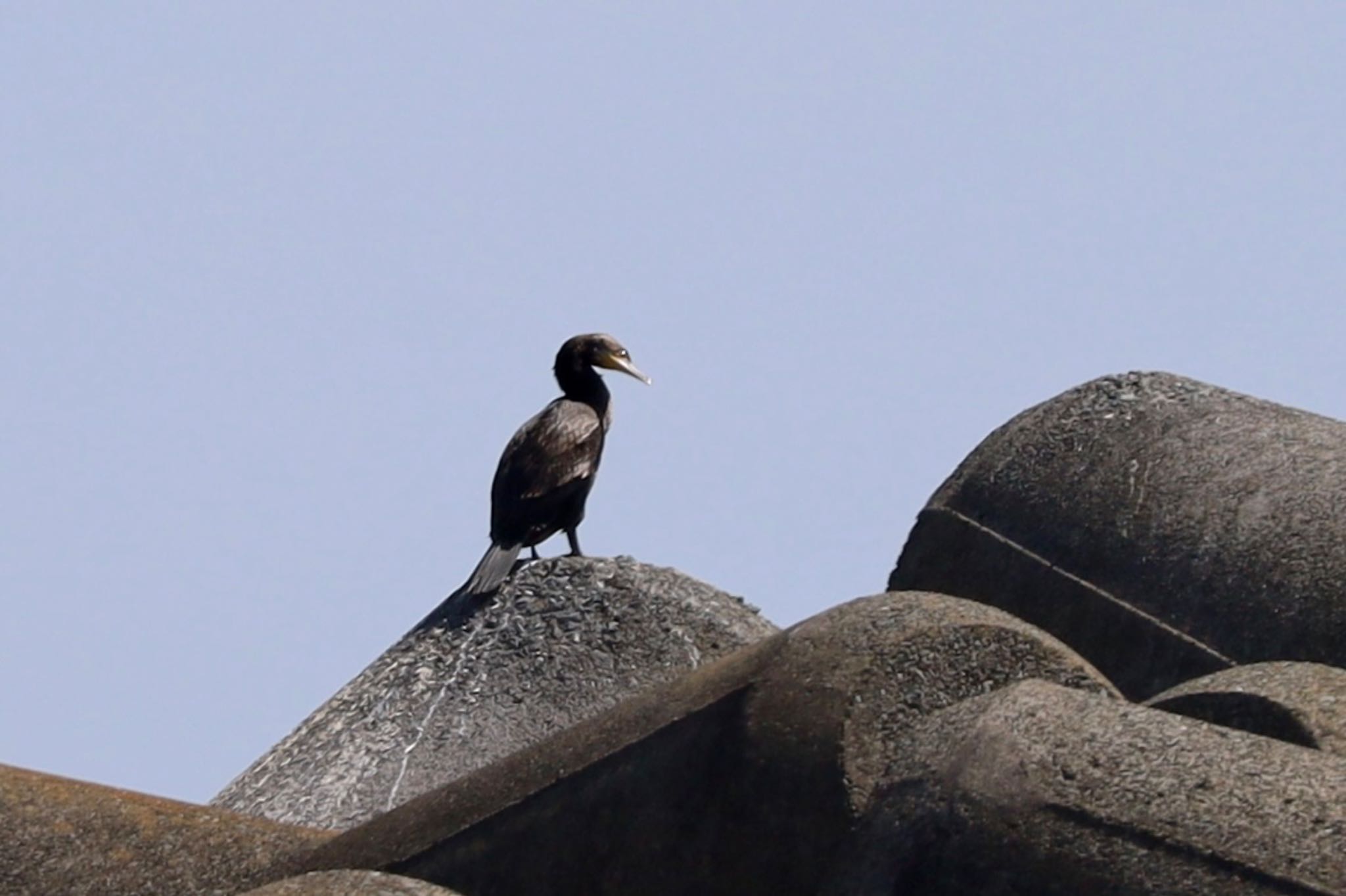 Japanese Cormorant