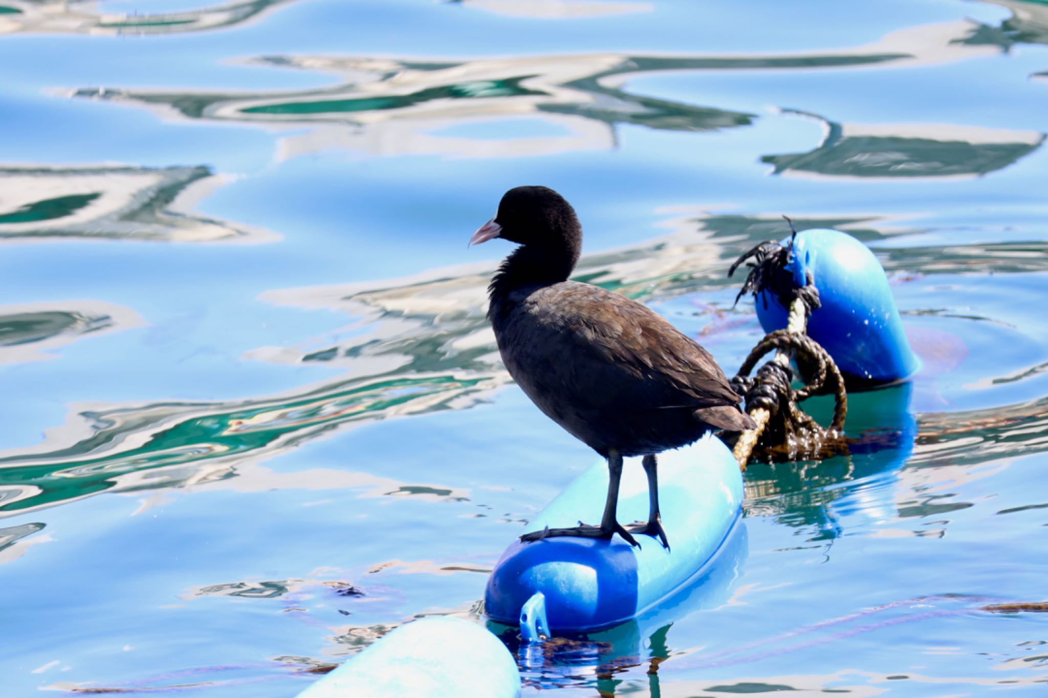 Eurasian Coot