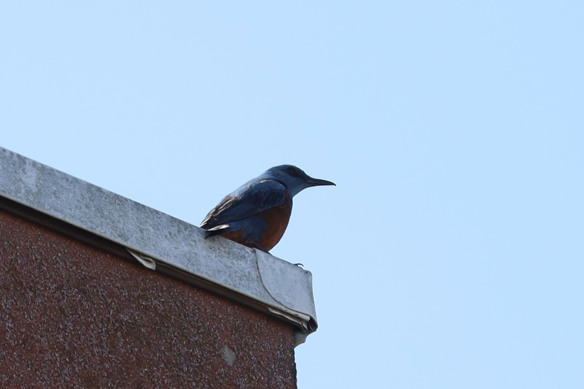 Blue Rock Thrush