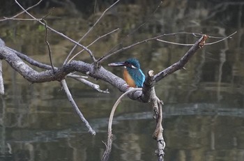 2023年3月20日(月) 千里東町公園の野鳥観察記録