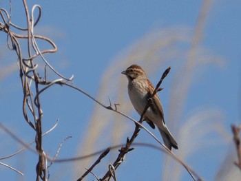 2023年3月20日(月) 野蒜海岸(宮城県)の野鳥観察記録