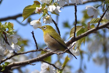 Warbling White-eye Kasai Rinkai Park Sun, 3/19/2023