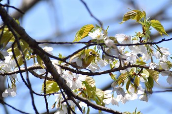 Warbling White-eye Kasai Rinkai Park Sun, 3/19/2023