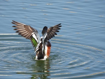 2023年3月19日(日) 服部緑地の野鳥観察記録