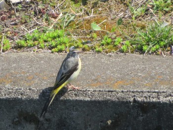 Grey Wagtail Unknown Spots Mon, 3/20/2023