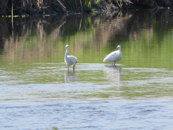 Little Egret Unknown Spots Mon, 3/20/2023