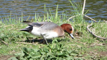 Eurasian Wigeon Unknown Spots Mon, 3/20/2023