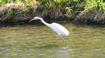 Great Egret Unknown Spots Mon, 3/20/2023