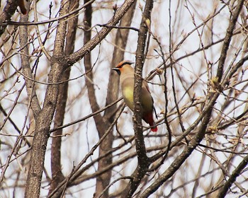 2023年3月20日(月) 大仙公園の野鳥観察記録