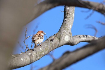 ニュウナイスズメ 祖父江ワイルドネイチャー緑地 2023年3月19日(日)