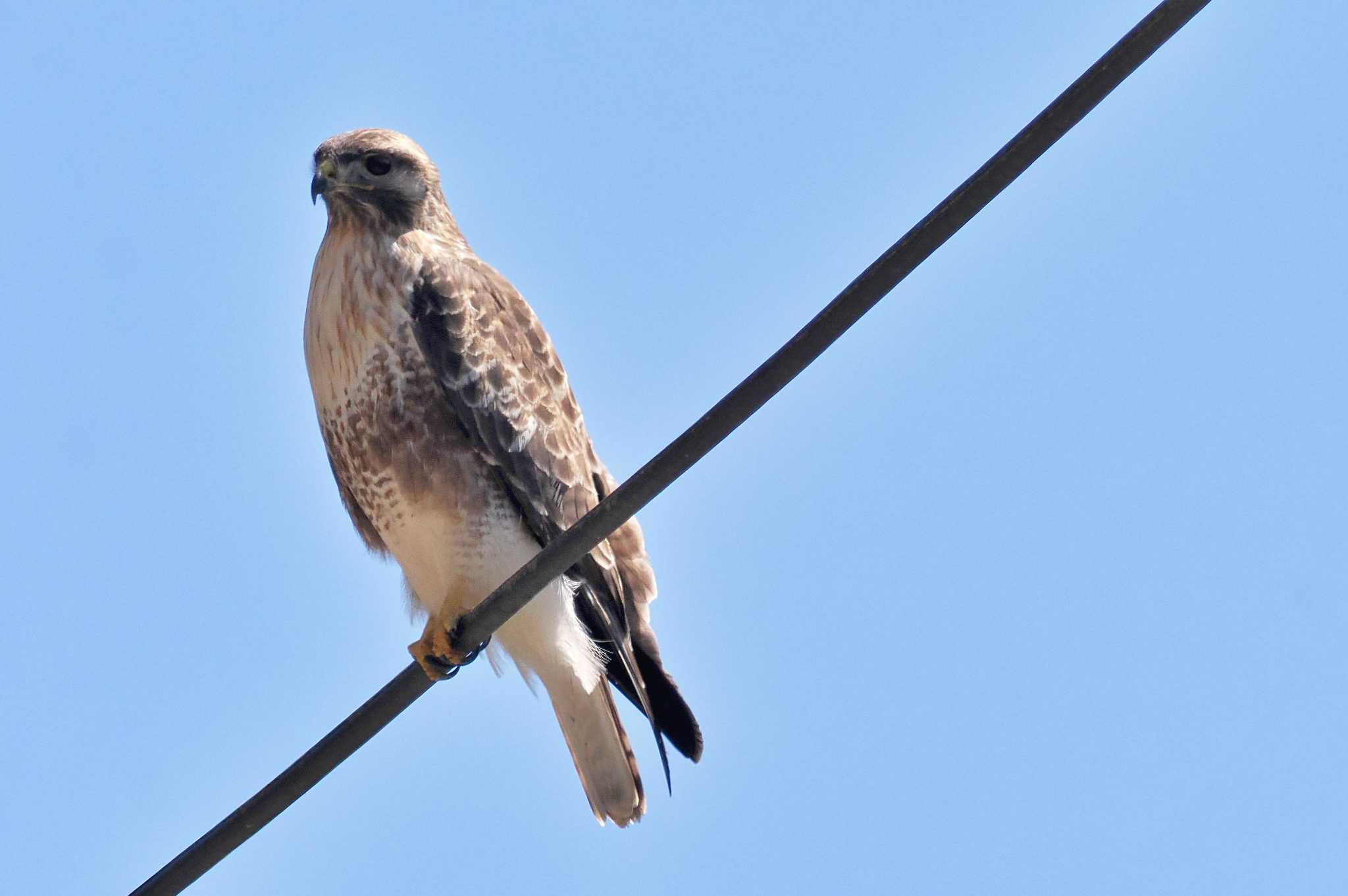 Photo of Eastern Buzzard at 武田の杜 by 藤原奏冥