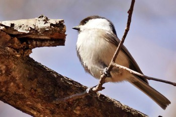 Willow Tit 武田の杜 Tue, 3/14/2023