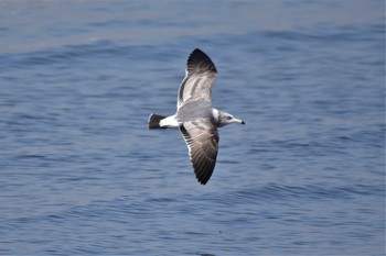 ウミネコ 葛西臨海公園 2023年3月20日(月)