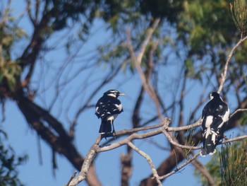 Magpie-lark Narrabeen, NSW, Australia Sun, 3/19/2023