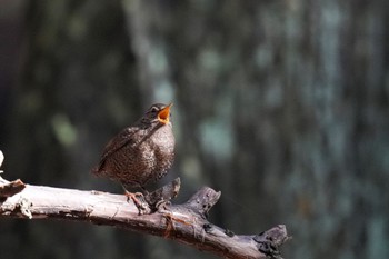 Eurasian Wren 日向渓谷 Sun, 3/19/2023