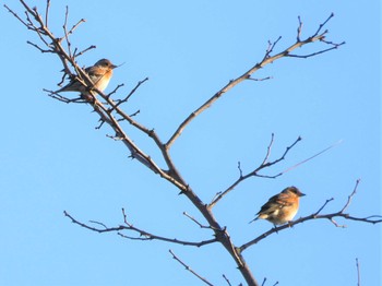 2023年3月20日(月) 浅羽ビオトープの野鳥観察記録