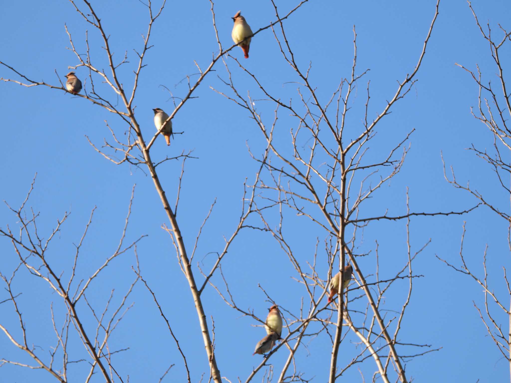 Photo of Japanese Waxwing at Asaba Biotope by アカウント6488