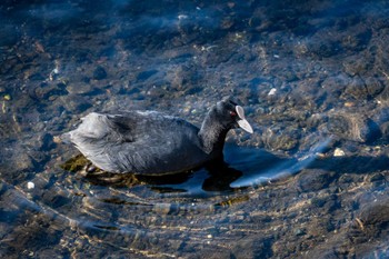 Eurasian Coot 金井遊水地(金井遊水池) Sun, 3/19/2023