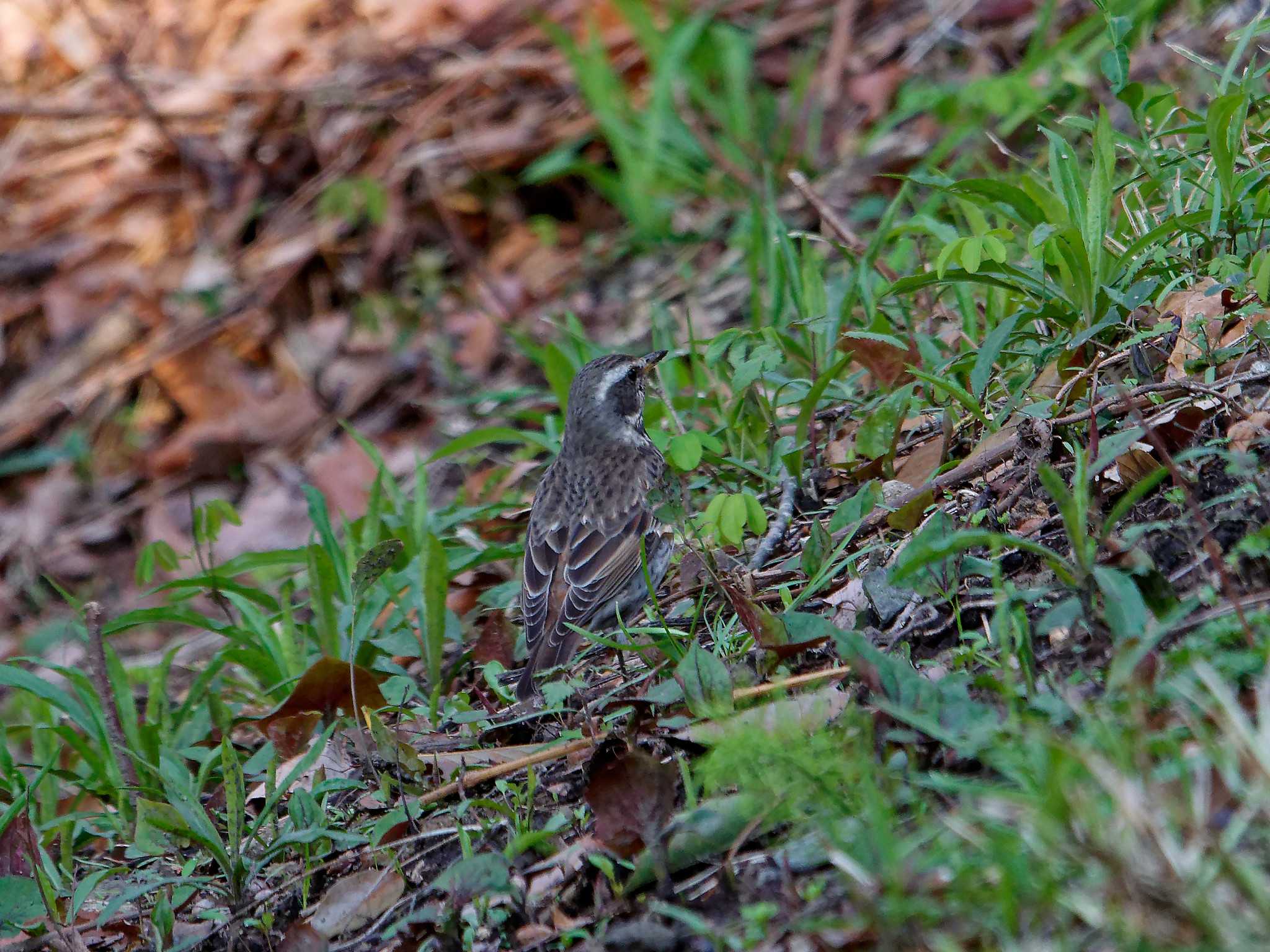 Dusky Thrush