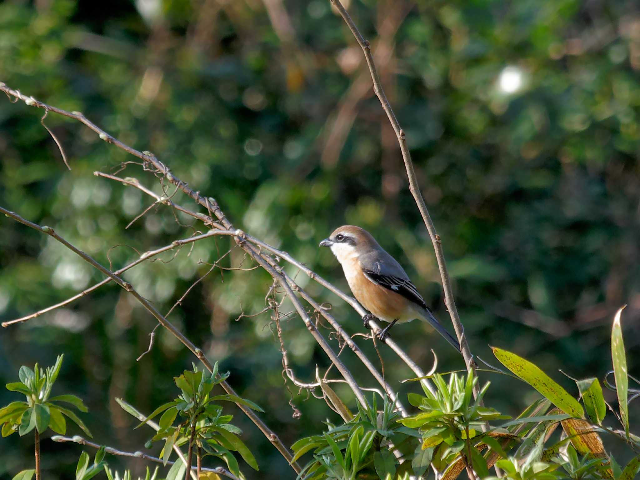 Bull-headed Shrike