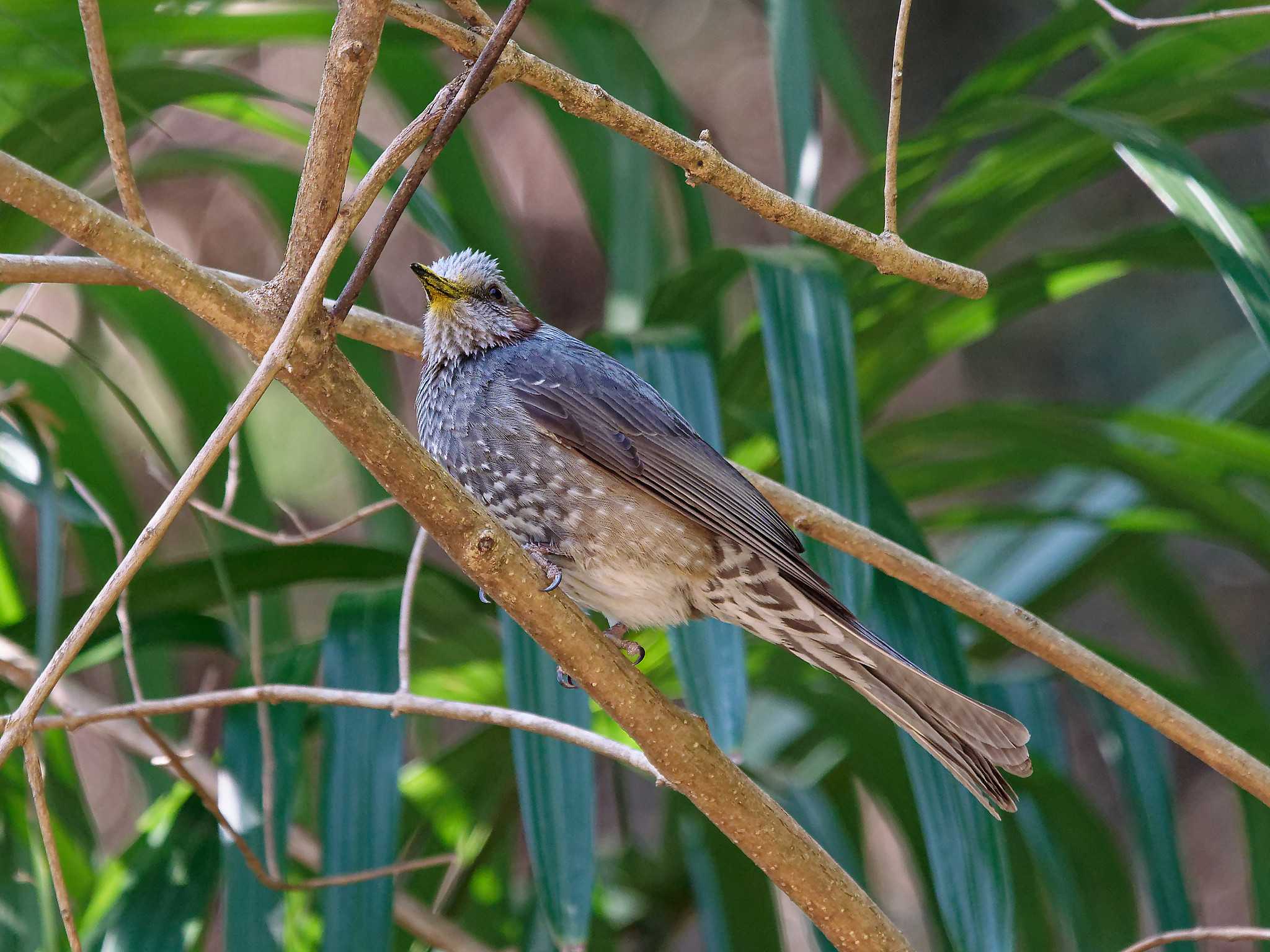 Brown-eared Bulbul