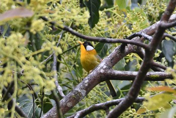 ゴシキソウシチョウ Doi Angkhang 2023年2月20日(月)