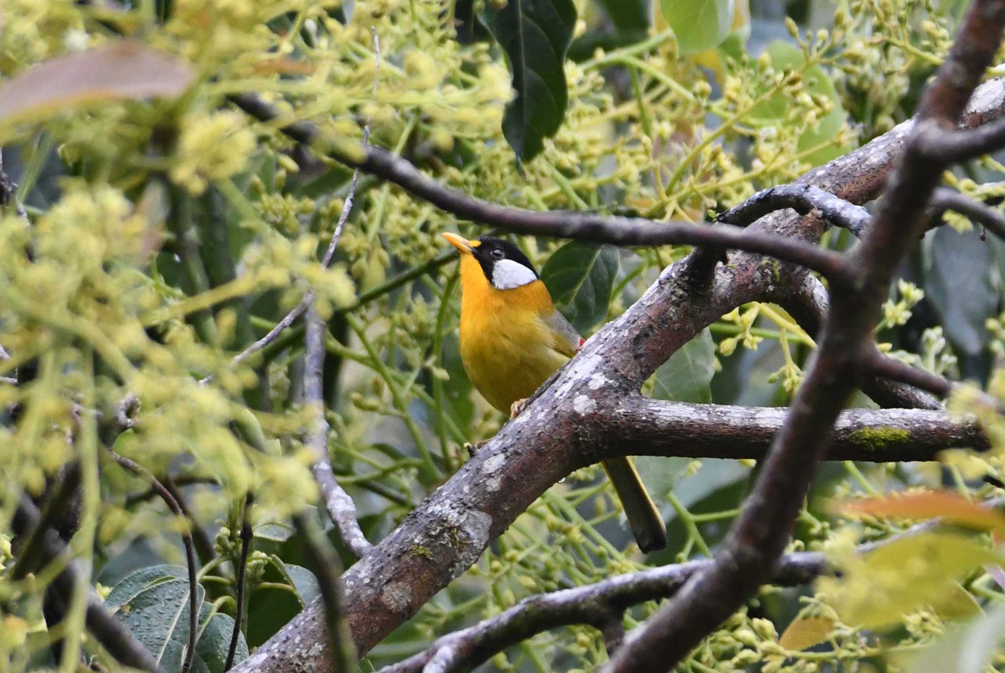 Photo of Silver-eared Mesia at Doi Angkhang by あひる