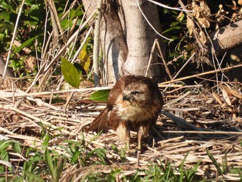 Sun, 3/19/2023 Birding report at Kasai Rinkai Park