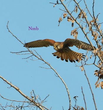 Common Kestrel Unknown Spots Unknown Date