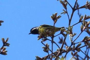 Yellow-bellied Tit 都内 Sun, 3/19/2023