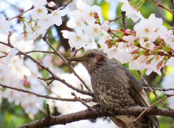 Brown-eared Bulbul 近所の公園 Unknown Date