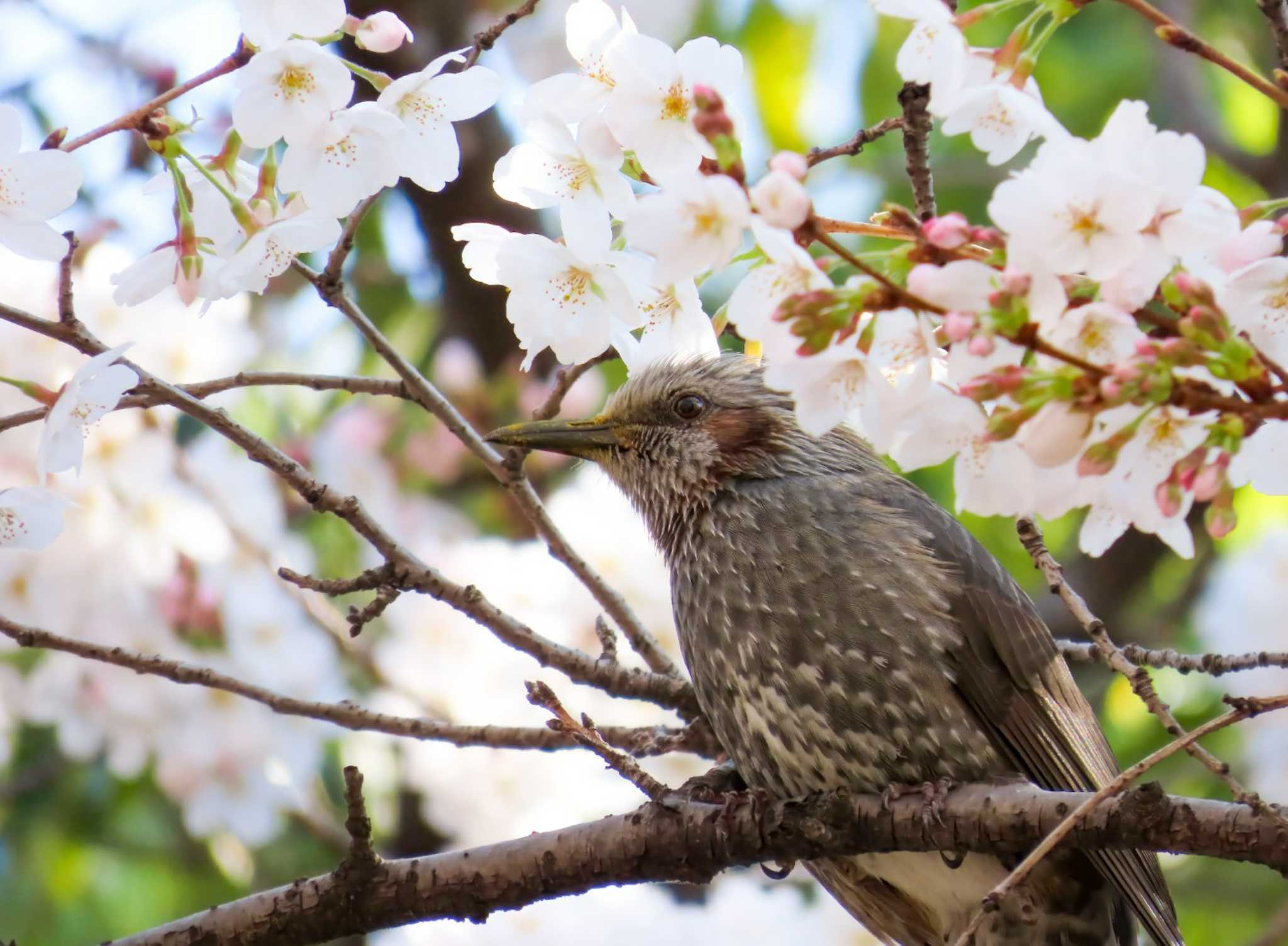 桜にヒヨドリ