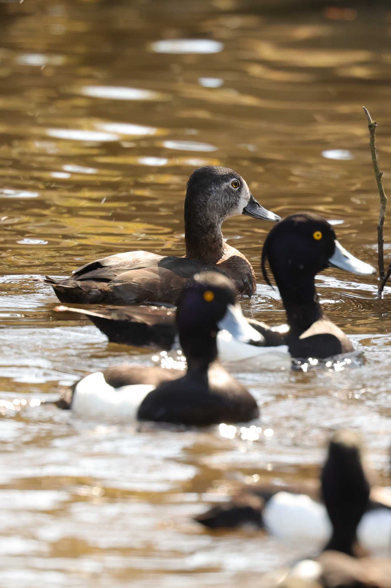 こども自然公園 (大池公園/横浜市) クビワキンクロの写真