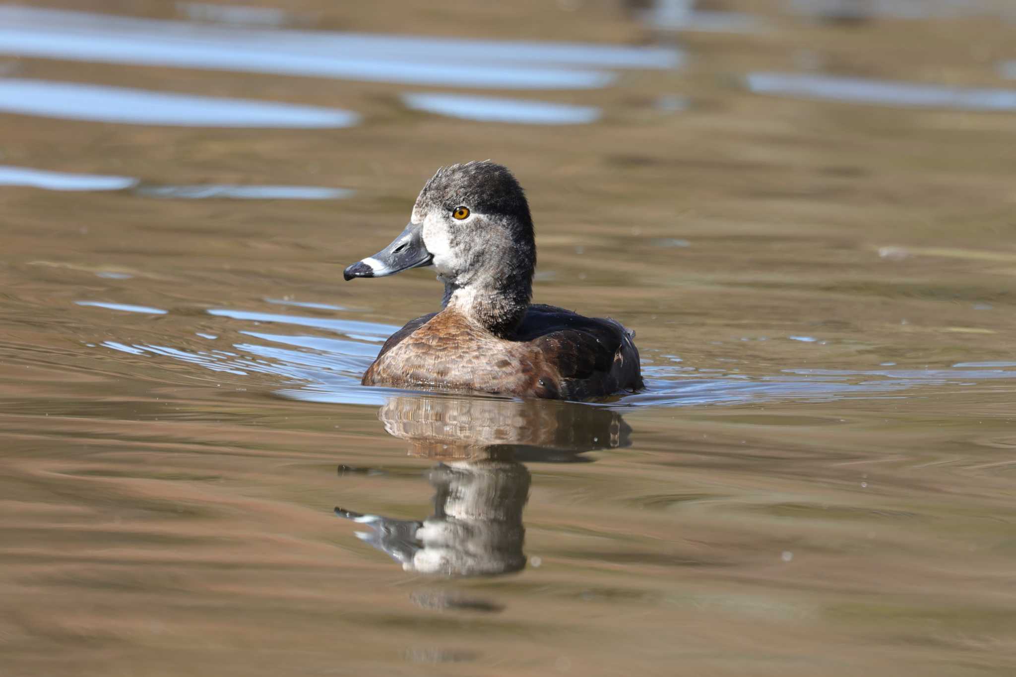 こども自然公園 (大池公園/横浜市) クビワキンクロの写真