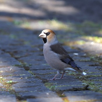 Hawfinch 片倉城跡公園 Sun, 3/19/2023