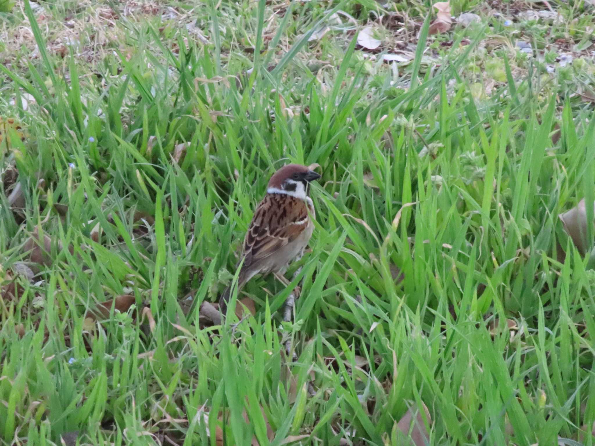 大宮第3公園 スズメの写真