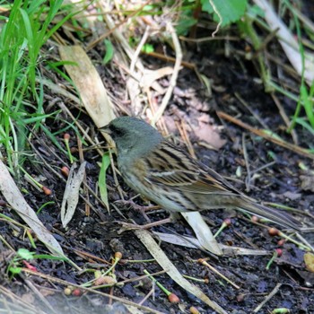 Black-faced Bunting