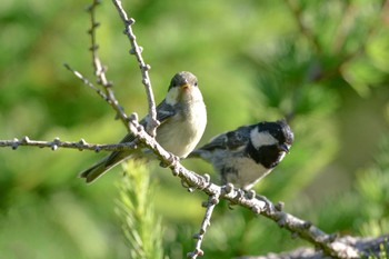 Coal Tit Okuniwaso(Mt. Fuji) Fri, 7/29/2022