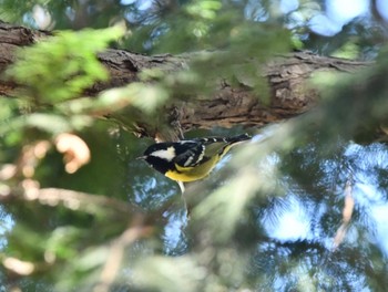 Yellow-bellied Tit 杉並区 Sun, 3/19/2023