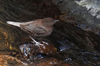 Brown Dipper 日向渓谷 Sun, 3/19/2023