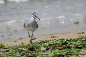 キアシシギ 魚住海岸 2018年5月4日(金)