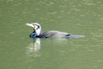 Great Cormorant 岡山県 Thu, 3/9/2023